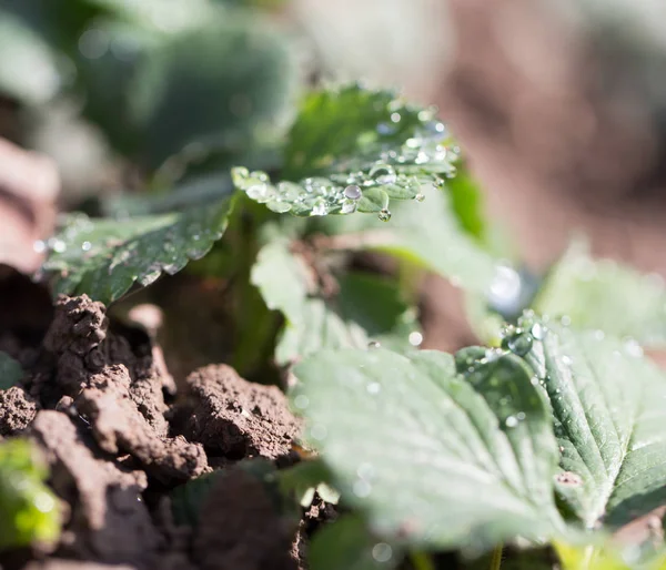 Gocce d'acqua sulle foglie di fragola — Foto Stock