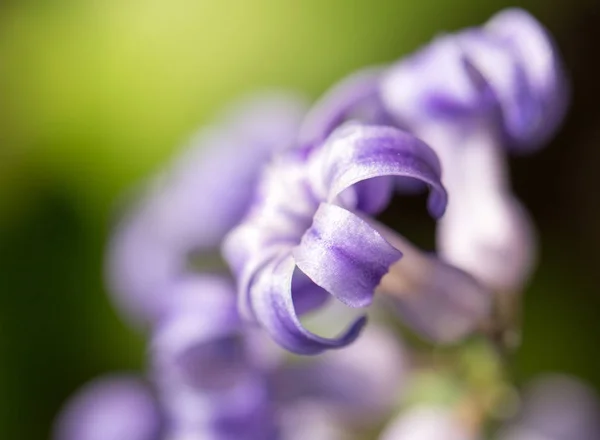 자연에 아름 다운 푸른 꽃입니다. 매크로 — 스톡 사진