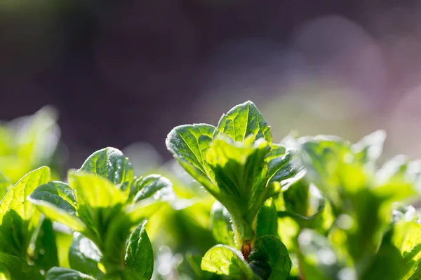 Junge Minzblätter in der Natur. Makro — Stockfoto