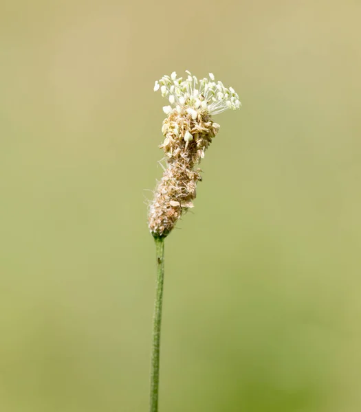 Stacheln blühendes Gras im Freien in der Natur — Stockfoto