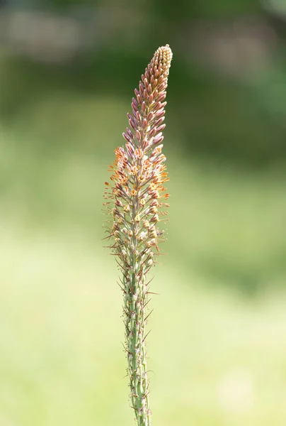 Spikelets flowering grass outdoors in nature — Stock Photo, Image