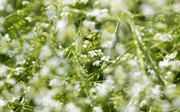 Beautiful flowers on the bush outdoors — Stock Photo, Image