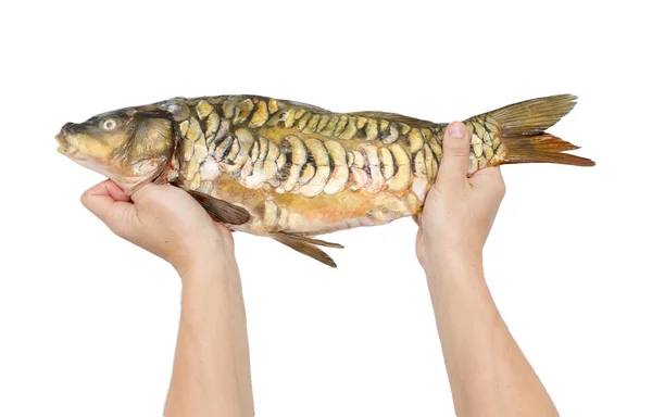 Carp in hand on a white background — Stock Photo, Image