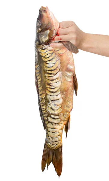 Carp in hand on a white background — Stock Photo, Image