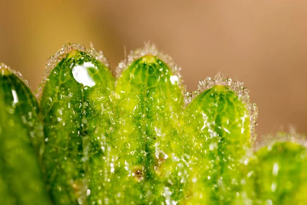 Geada na folha verde. macro — Fotografia de Stock