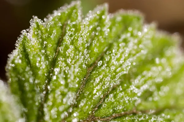 Frost on the green sheet. macro — Stock Photo, Image