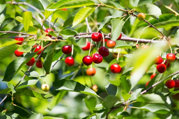 Cerises rouges sur l'arbre dans la nature — Photo