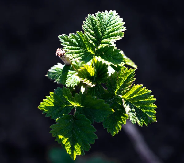 Young raspberry leaves in nature — Stock Photo, Image