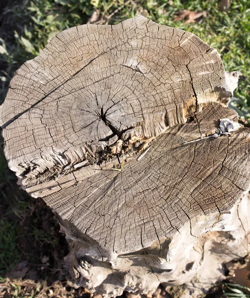 Toco na natureza como pano de fundo — Fotografia de Stock