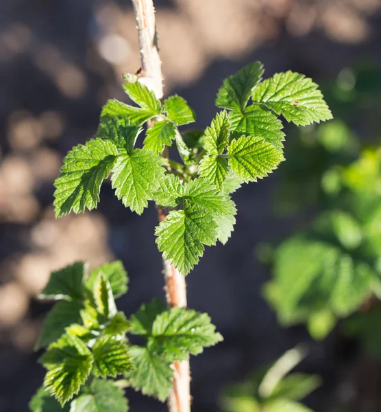 Young raspberry leaves in nature — Stock Photo, Image