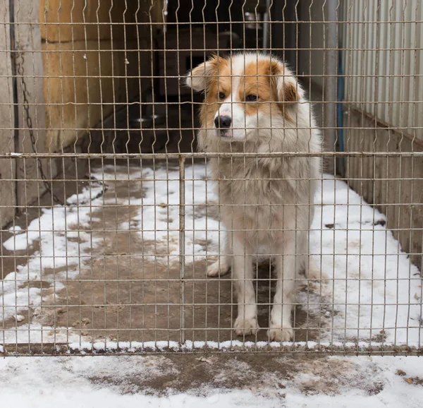 Perro detrás de una valla de metal — Foto de Stock