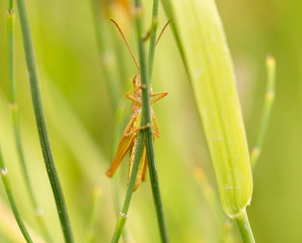 Grasshopper in nature. close — Stock Photo, Image