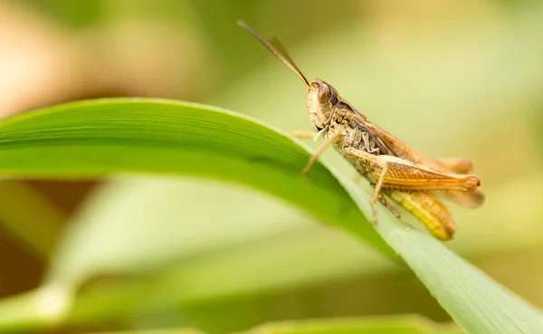 Sprinkhaan in de natuur. sluiten — Stockfoto