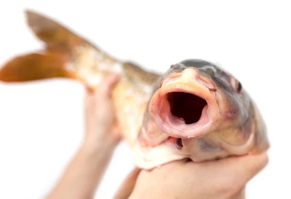 Big carp in his hand on a white background — стоковое фото