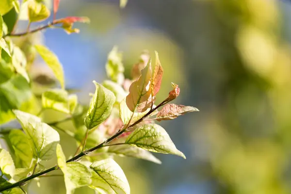 Gröna blad på trädet i naturen — Stockfoto