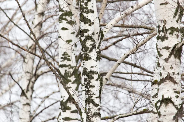 Doğada bir ormanda huş ağacı gövdesi — Stok fotoğraf