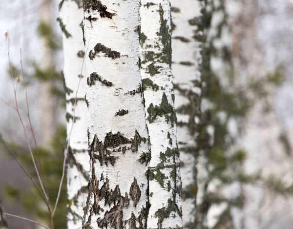 Berkenboomstam in een bos in de natuur — Stockfoto