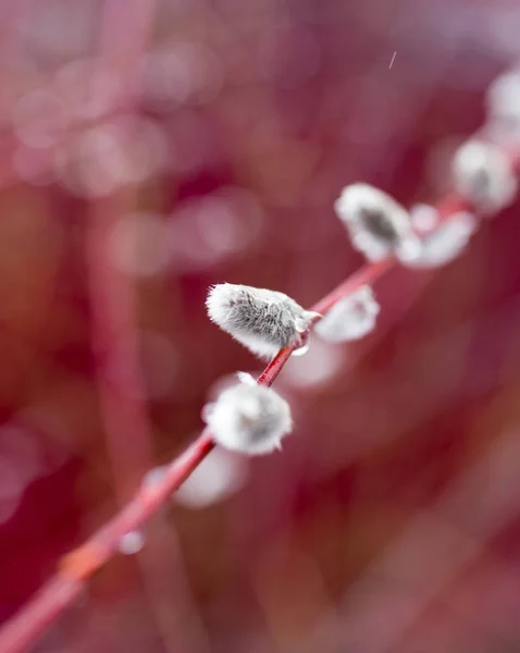 Sauce en la naturaleza en primavera — Foto de Stock