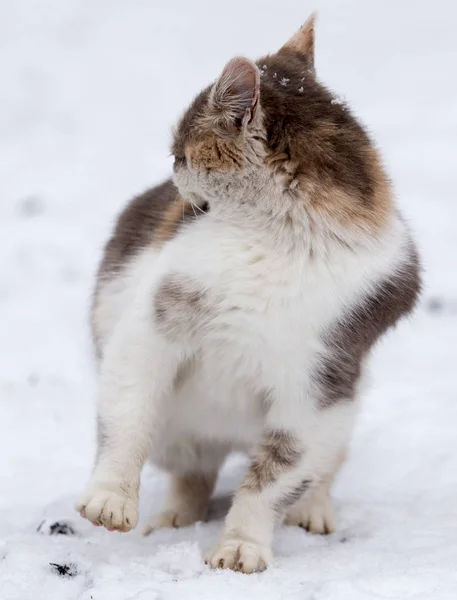 冬天雪地里的猫 — 图库照片