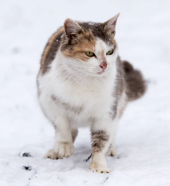 Katze im Schnee im Winter — Stockfoto