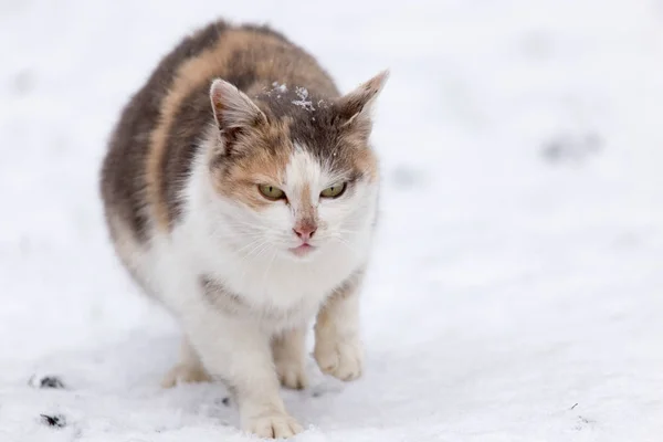 Katze im Schnee im Winter — Stockfoto