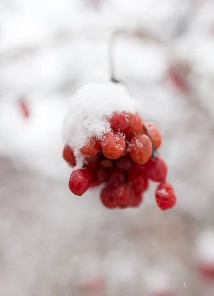 Kalina rojo en la nieve en el invierno en la naturaleza —  Fotos de Stock