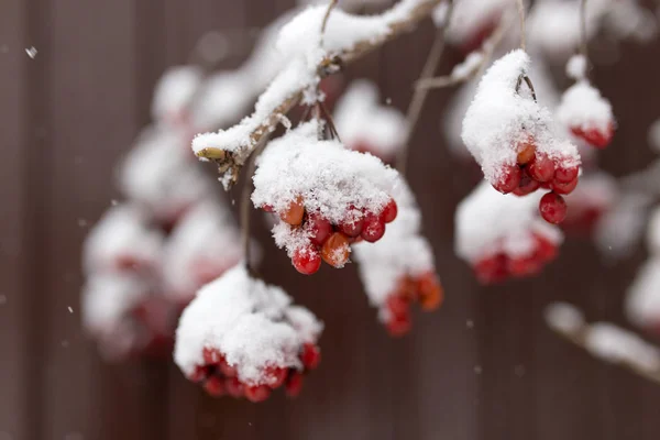 Kalina rot im Schnee im Winter in der Natur — Stockfoto