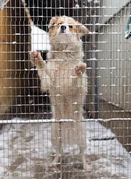 Perro detrás de una valla de metal — Foto de Stock