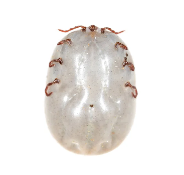 白色背景上的甲虫螨 — 图库照片