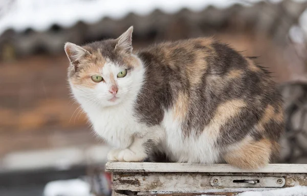 Кошка сидит на природе — стоковое фото