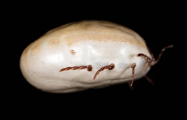 Siyah bir arka planda Beetle mite — Stok fotoğraf