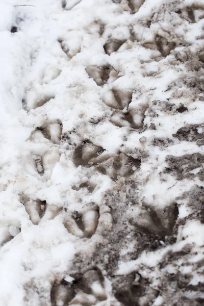 Goose fotspår i snön som bakgrund — Stockfoto