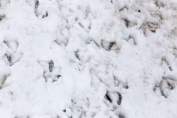 Pegadas de ganso na neve como fundo — Fotografia de Stock
