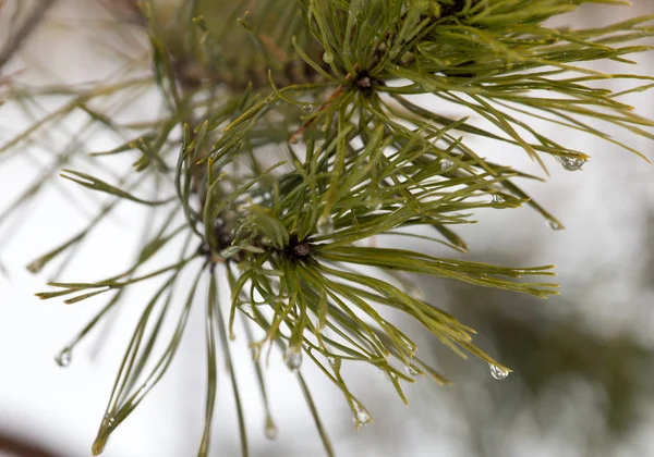 Green needles on the tree in nature — Stock Photo, Image