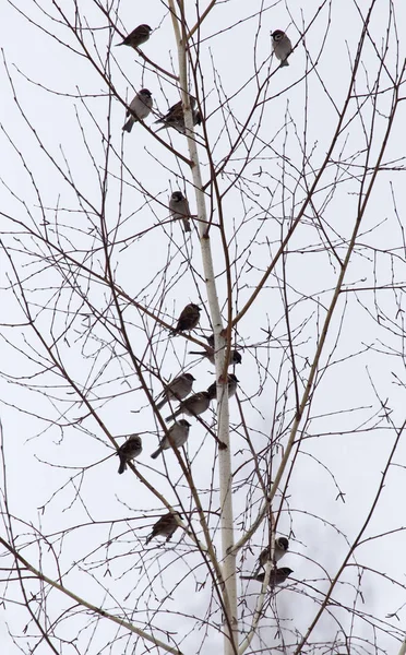 木の裸の枝に雀の群れ — ストック写真