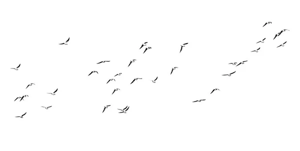 Silhouette d'un troupeau d'oiseaux sur fond blanc — Photo
