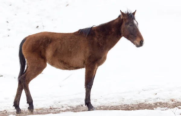 冬の自然の馬 — ストック写真