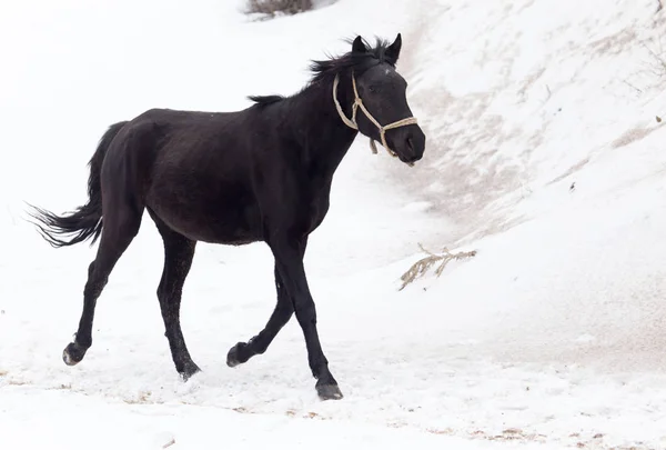 At kışın doğada — Stok fotoğraf
