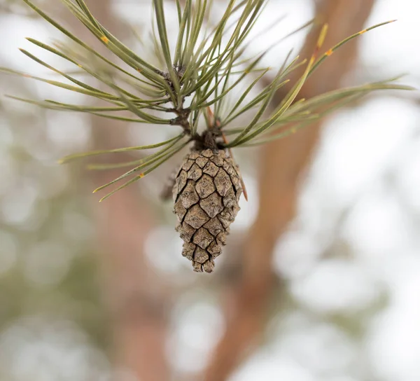 Bump on the tree in nature — Stock Photo, Image