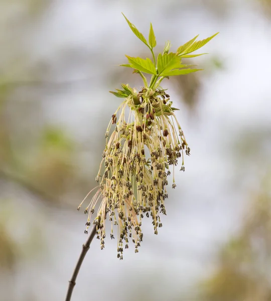 Las hojas pequeñas sobre el árbol en primavera —  Fotos de Stock