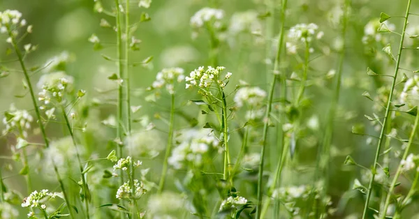 Small white flowers in nature — Stock Photo, Image