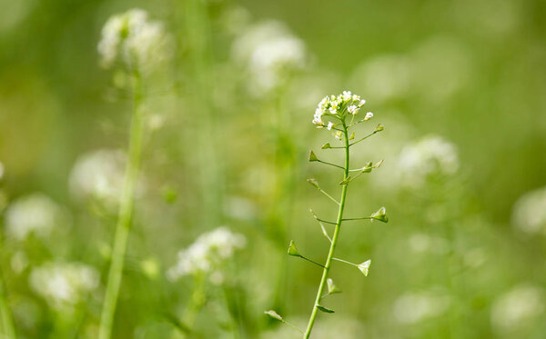 small white flowers in nature