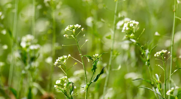 Small white flowers in nature — Stock Photo, Image