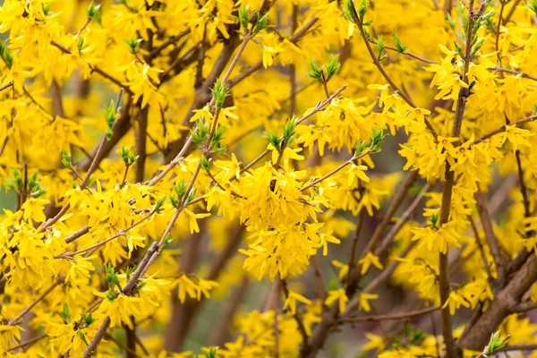 Žluté květy na stromě v přírodě — Stock fotografie