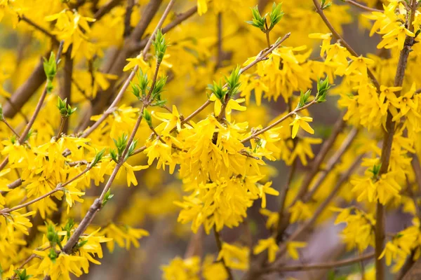 Flores amarillas en el árbol en la naturaleza —  Fotos de Stock