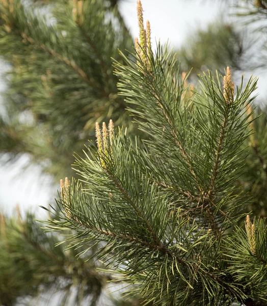 Schöner grüner Nadelbaum in der Natur — Stockfoto