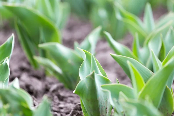 Las hojas verdes del tulipán en la naturaleza —  Fotos de Stock