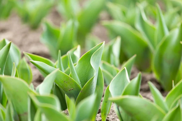 Zelené listy tulipánu v přírodě — Stock fotografie