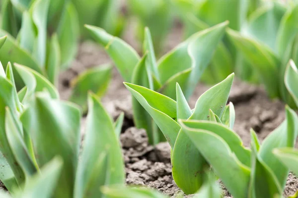 Green leaves of a tulip in nature — Stock Photo, Image