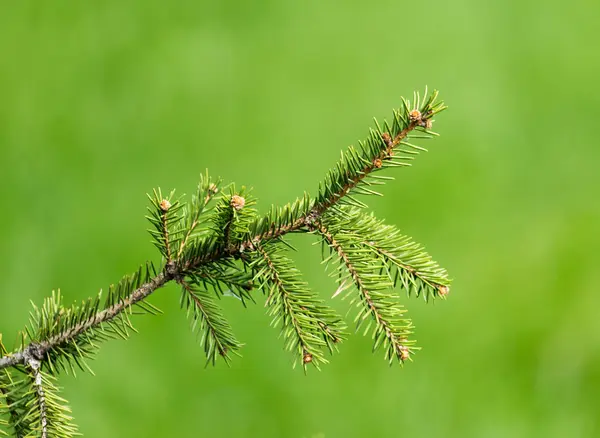 Bela árvore conífera verde na natureza — Fotografia de Stock